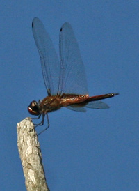 Striped Saddlebags